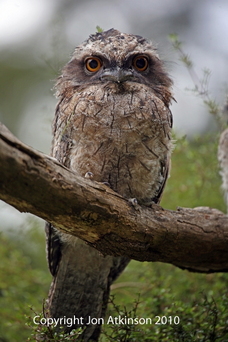 Tawny Frogmouth Tawny Frogmouth